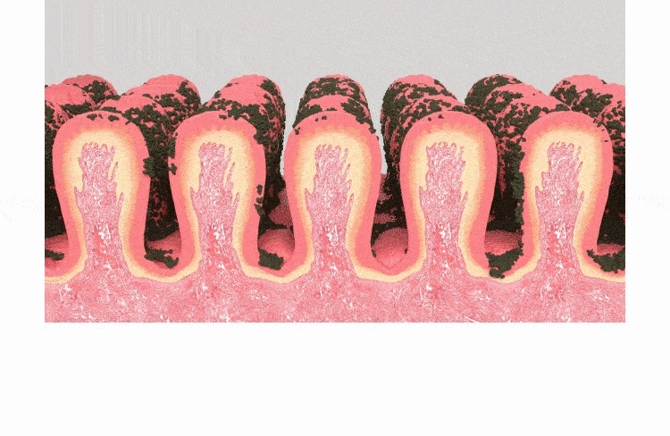 Ister14 S No Water Bubble Toothpaste